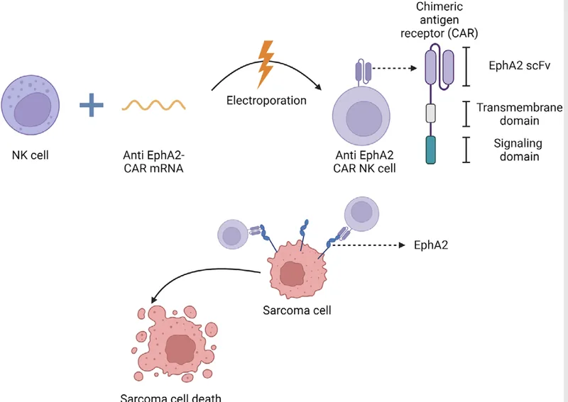 Graphical abstract